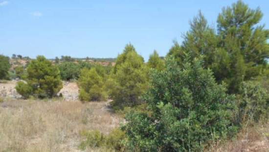 No Urbanizable Rstico en venta  en Partida Bustal Sant Mateu Castelln