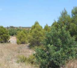 No Urbanizable Rstico en venta  en Partida Bustal Sant Mateu Castelln