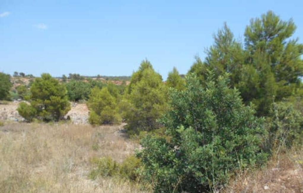 No Urbanizable Rstico en venta  en Partida Bustal Sant Mateu Castelln