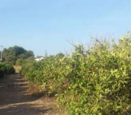 Terreno Rústico en venta en Torrente, Valencia