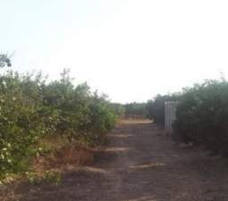 Terreno Rústico en venta en Torrente, Valencia