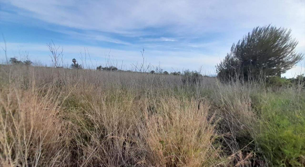 Terreno en venta en Oropesa, Castellón
