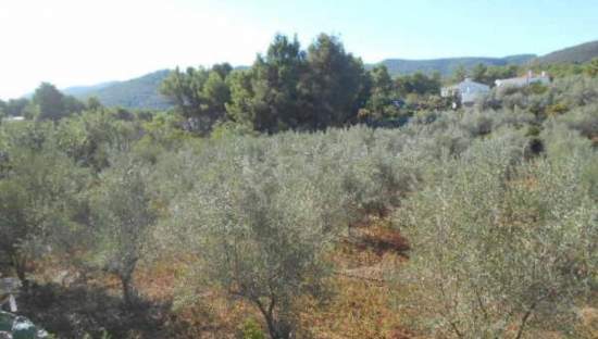 No Urbanizable Rstico en venta  en Polgono Poligon 1 Algimia De Alfara Valencia