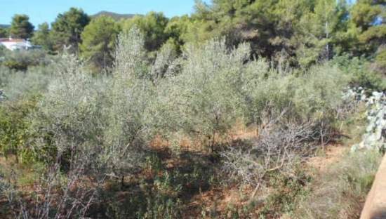 No Urbanizable Rstico en venta  en Polgono Poligon 1 Algimia De Alfara Valencia