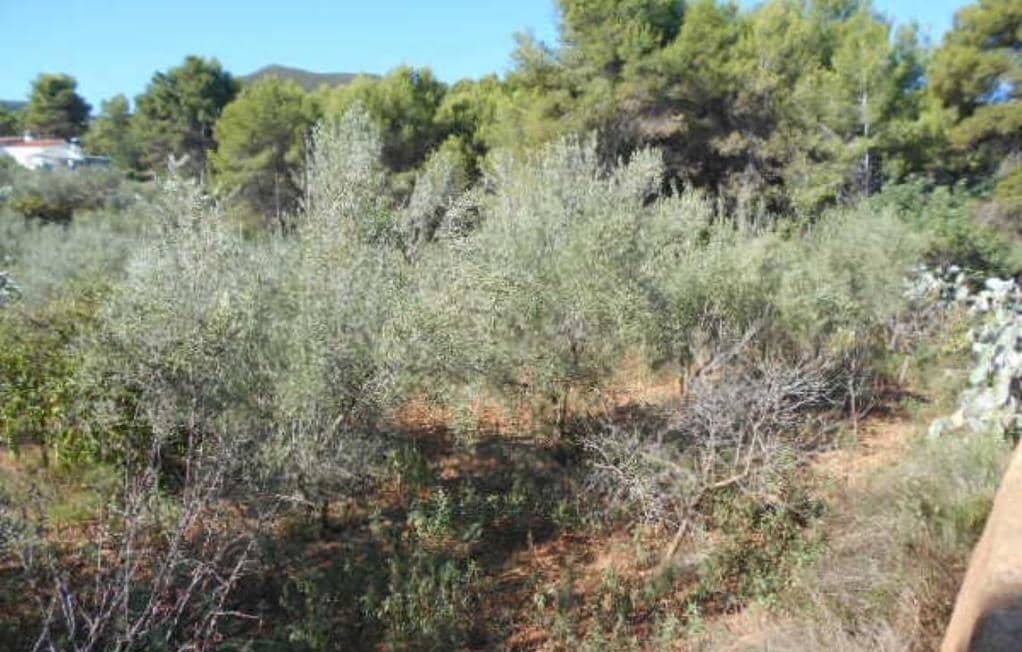 No Urbanizable Rstico en venta  en Polgono Poligon 1 Algimia De Alfara Valencia