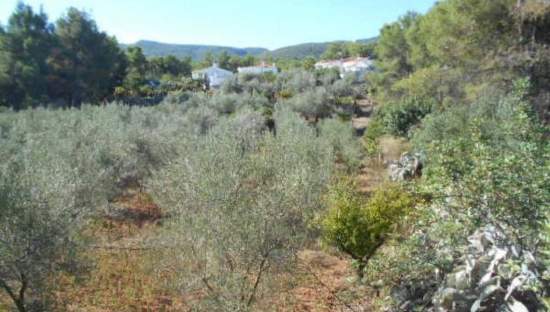 No Urbanizable Rstico en venta  en Polgono Poligon 1 Algimia De Alfara Valencia