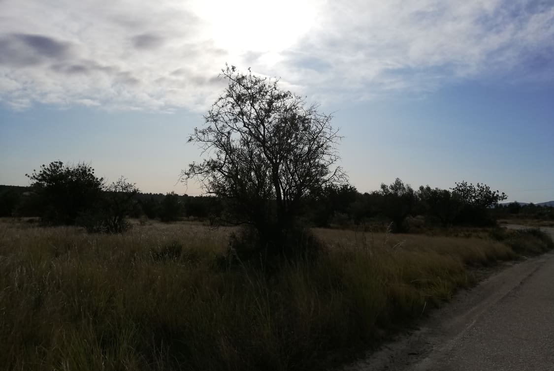 Solar en venta en Partida Solana Buol Valencia