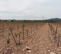 Urbanizable Programado en venta  en Calle Poligono Numero Tres Caudete De Las Fuentes Valencia