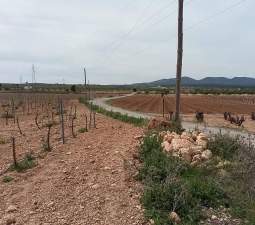 Urbanizable Programado en venta  en Calle Poligono Numero Tres Caudete De Las Fuentes Valencia