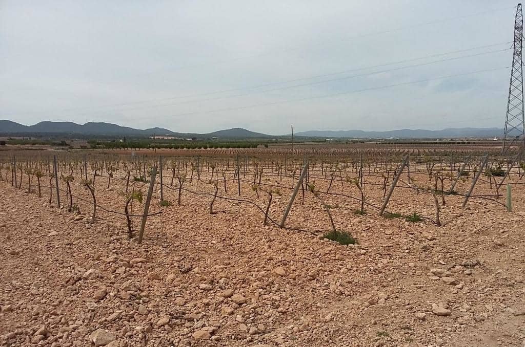 Urbanizable Programado en venta  en Calle Poligono Numero Tres Caudete De Las Fuentes Valencia