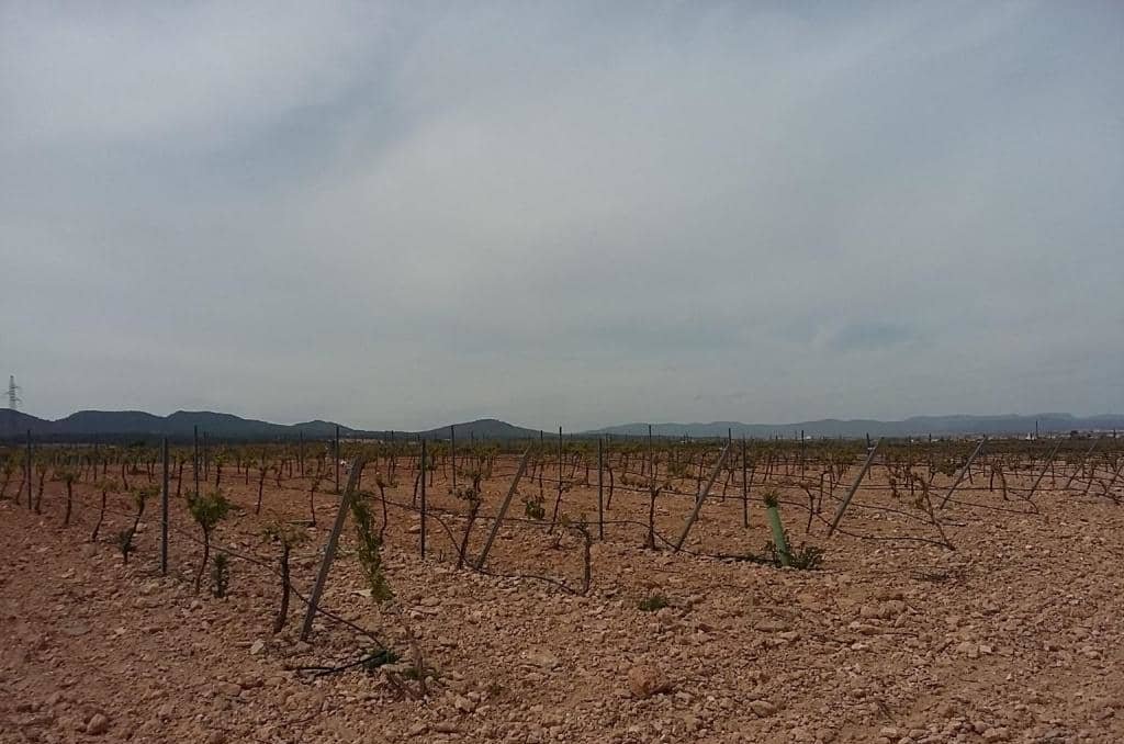 Urbanizable Programado en venta  en Calle Poligono Numero Tres Caudete De Las Fuentes Valencia