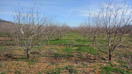 No Urbanizable Rstico en venta  en Partida Doce Las Xtiva Valencia