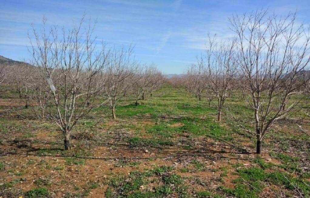 No Urbanizable Rstico en venta  en Partida Doce Las Xtiva Valencia
