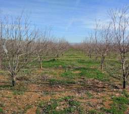 No Urbanizable Rstico en venta  en Partida Doce Las Xtiva Valencia