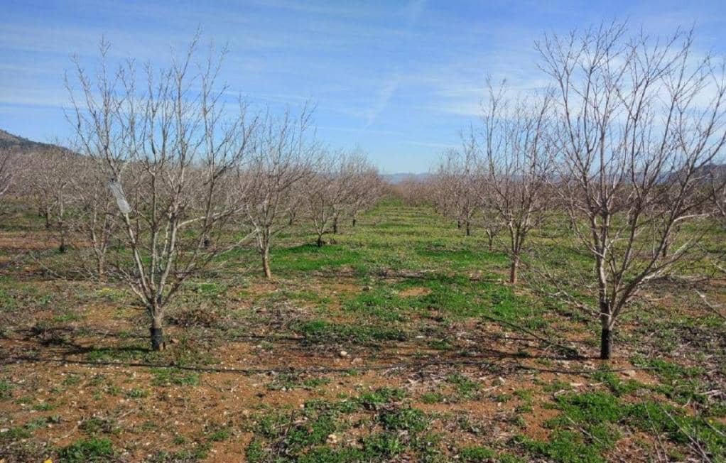 No Urbanizable Rstico en venta  en Partida Doce Las Xtiva Valencia
