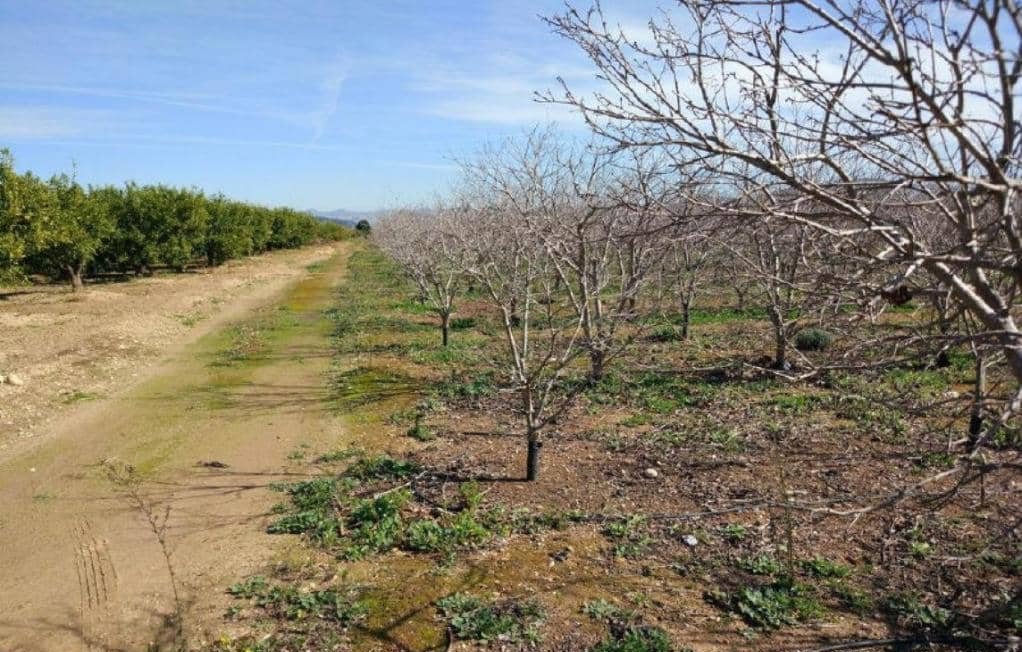 No Urbanizable Rstico en venta  en Partida Doce Las Xtiva Valencia