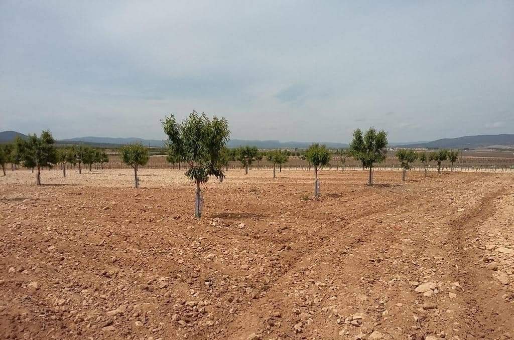 Urbanizable Programado en venta  en Pasaje Cerca La Caudete De Las Fuentes Valencia
