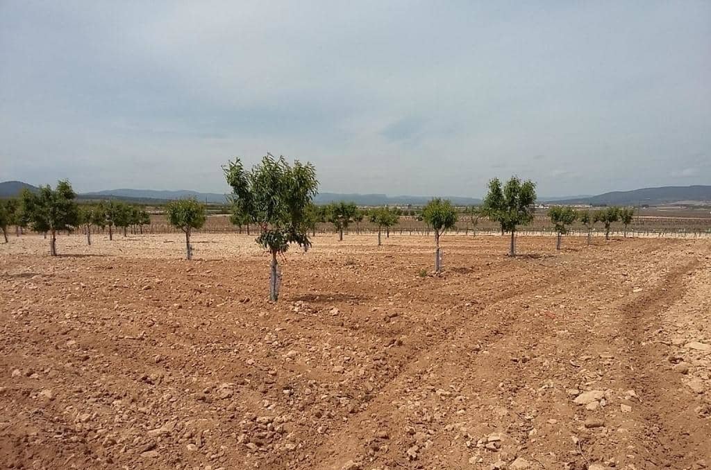 Urbanizable Programado en venta  en Pasaje Cerca La Caudete De Las Fuentes Valencia