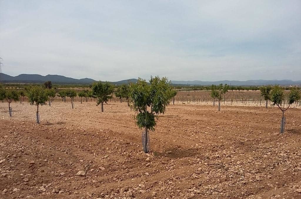 Urbanizable Programado en venta  en Pasaje Cerca La Caudete De Las Fuentes Valencia