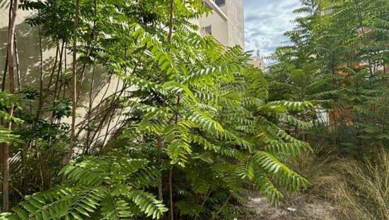 Suelo En Venta En Vazquez Mella, Castellón De La Planacastelló De La Plana