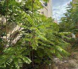 Suelo En Venta En Vazquez Mella, Castellón De La Planacastelló De La Plana