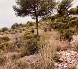 Terreno en venta en Alcalá De Chivert