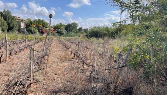 Solar en venta en Lugar Paraje Cucuch Novelda Alicante