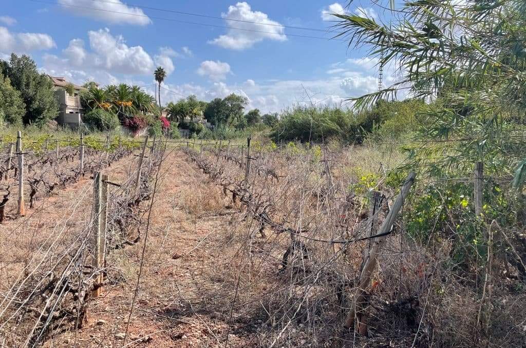 Solar en venta en Lugar Paraje Cucuch Novelda Alicante