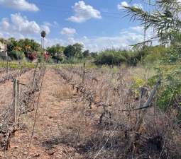 Solar en venta en Lugar Paraje Cucuch Novelda Alicante