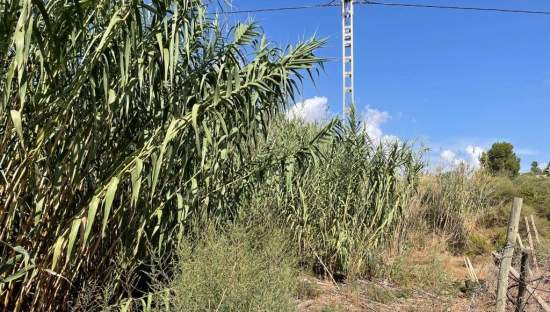 Solar en venta en Lugar Paraje Cucuch Novelda Alicante