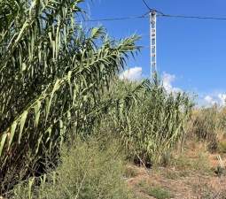 Solar en venta en Lugar Paraje Cucuch Novelda Alicante