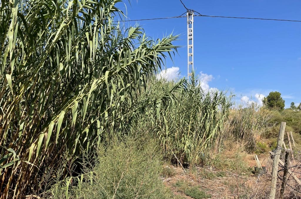 Solar en venta en Lugar Paraje Cucuch Novelda Alicante