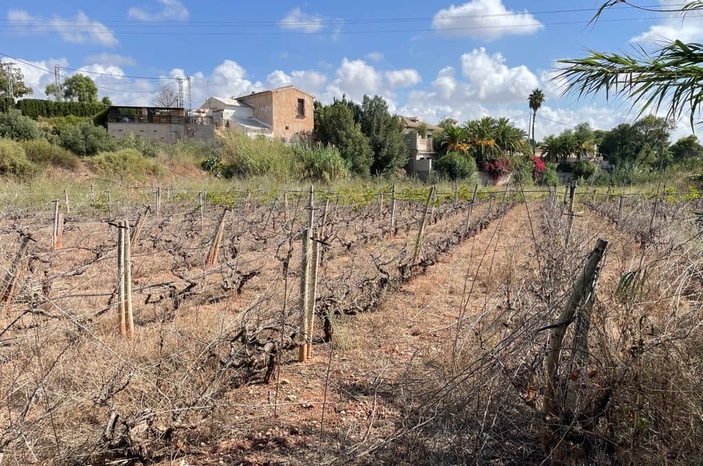 Solar en venta en Lugar Paraje Cucuch Novelda Alicante