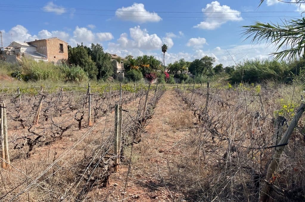 Solar en venta en Lugar Paraje Cucuch Novelda Alicante