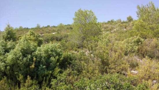 Suelo Rstico No Urbanizable en venta en Avenida Enrique Carcel Requena Valencia