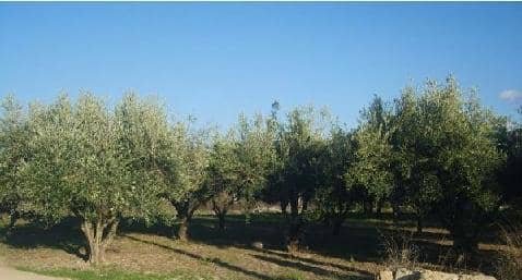 No Urbanizable (Rústico) en venta  en Avenida Del Llombo, Ontinyent, Valencia