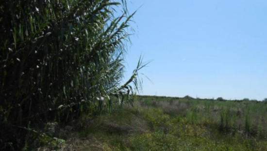 No Urbanizable Rstico en venta  en Camino Montiver Sagunto Valencia