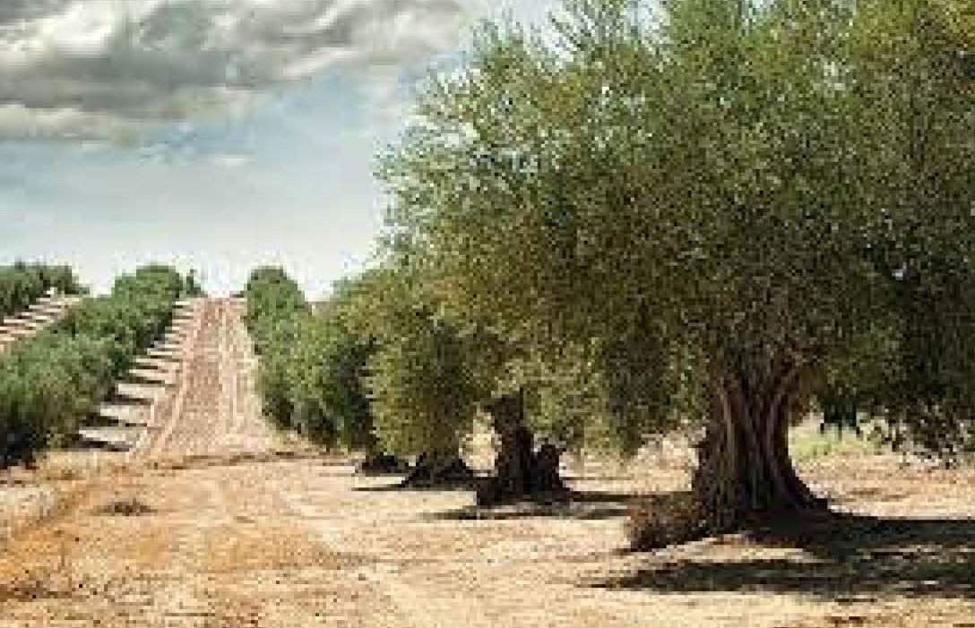 Terreno Rústico en venta en Rosell, Castellón