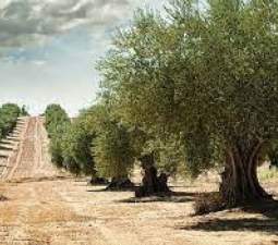 Terreno Rústico en venta en Rosell, Castellón