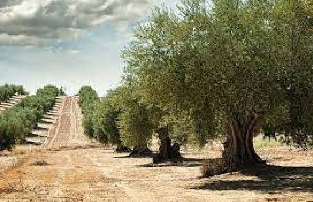 Terreno Rústico en venta en Rosell, Castellón