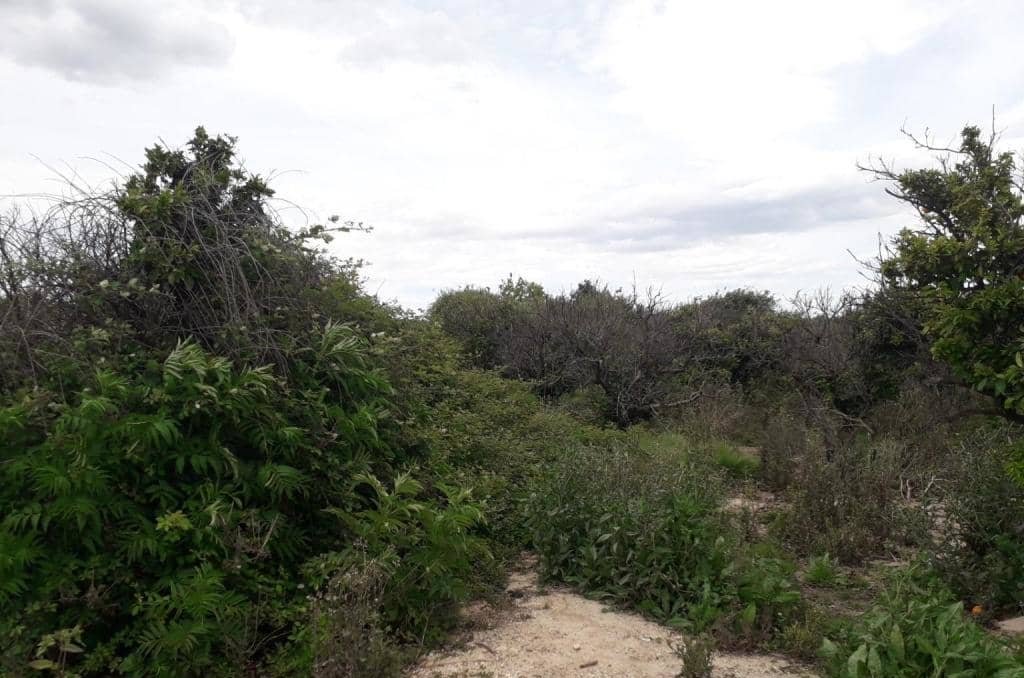 No Urbanizable Rstico en venta  en Pasaje Fondos Alberic Valencia