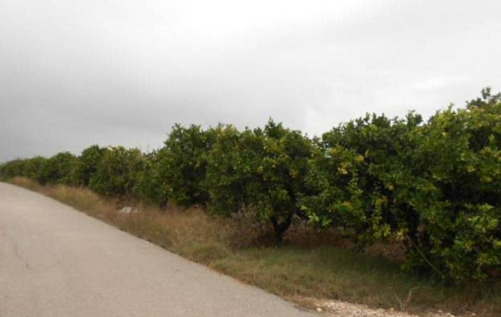 No Urbanizable Rstico en venta  en Pasaje Fondos Alberic Valencia
