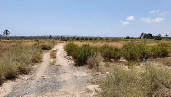 Descubre finca rstica en cdel altet ElcheElx por 74500 de 19703m