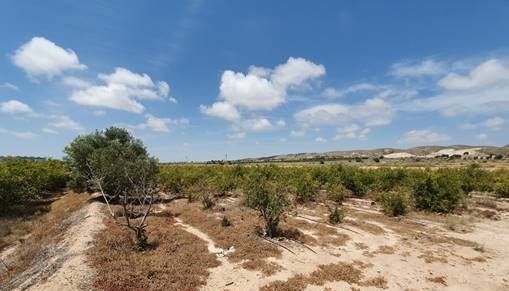 Descubre finca rstica en cdel altet ElcheElx por 74500 de 19703m