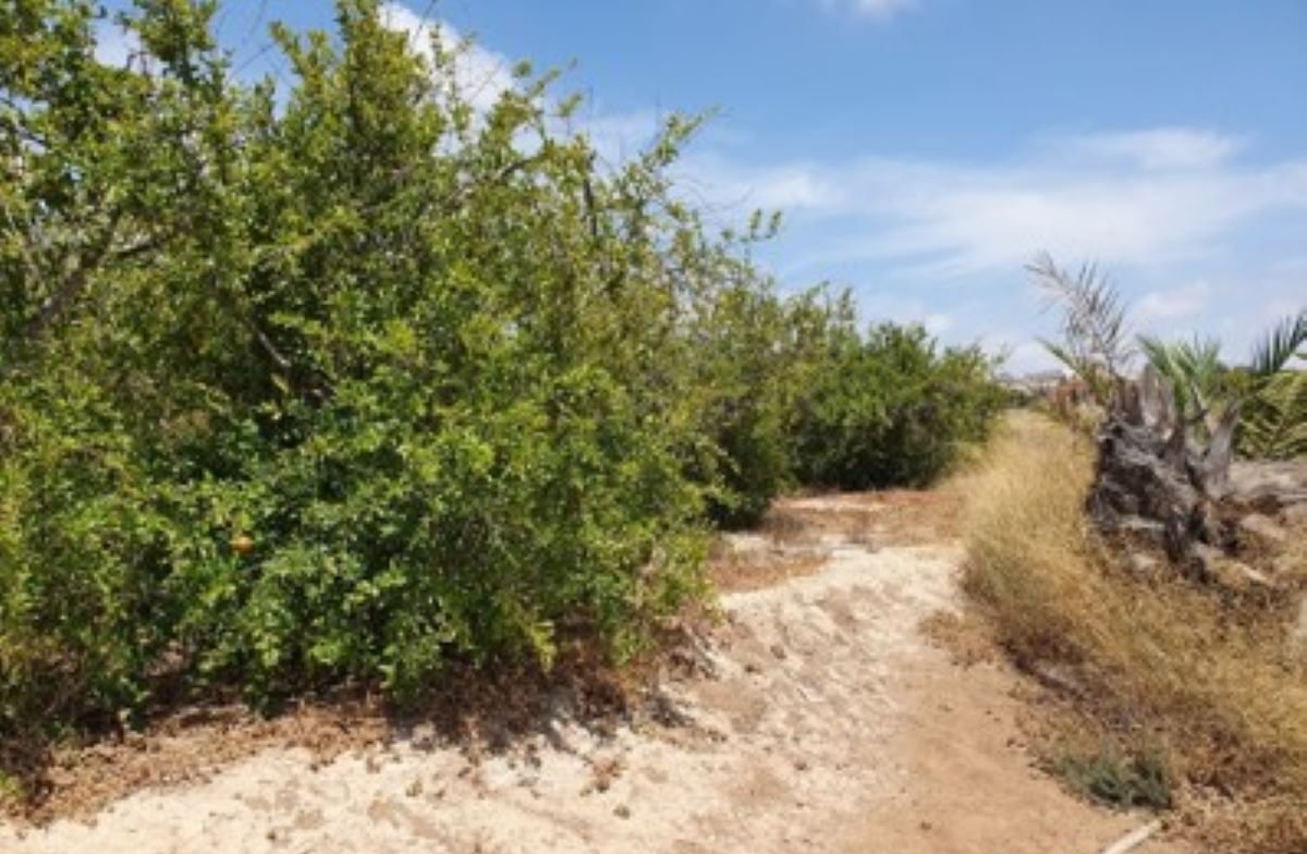 Descubre finca rstica en cdel altet ElcheElx por 74500 de 19703m
