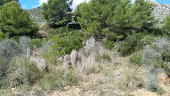 Descubre suelo urbanizable residencial por 24500 con 7353m en cpolgono  5  parcela tosal gros Oropesa del MarOrpesa