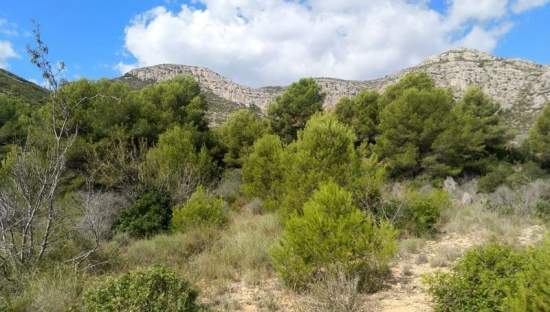Descubre suelo urbanizable residencial por 24500 con 7353m en cpolgono  5  parcela tosal gros Oropesa del MarOrpesa