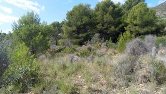 Descubre suelo urbanizable residencial por 24500 con 7353m en cpolgono  5  parcela tosal gros Oropesa del MarOrpesa