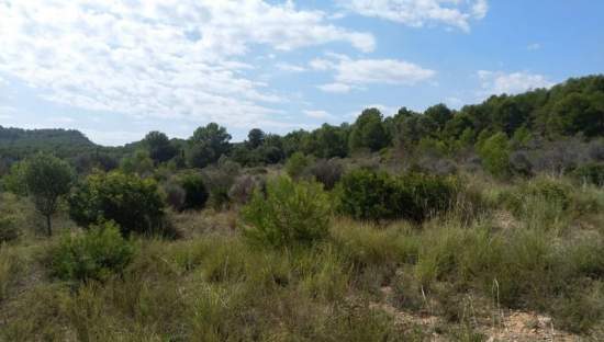 Descubre suelo urbanizable residencial por 24500 con 7353m en cpolgono  5  parcela tosal gros Oropesa del MarOrpesa