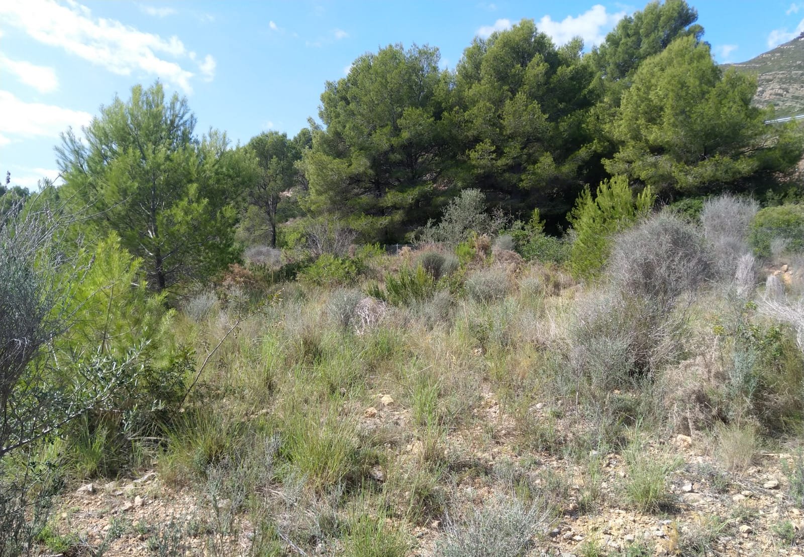 Terreno Rústico en venta en Oropesa Del Mar, Castellón